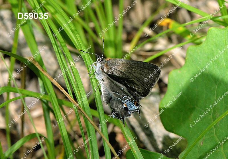 Hickory Hairstreak (Satyrium caryaevorus)